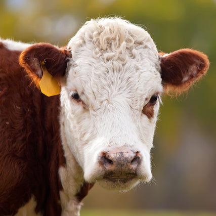 LivestockA close-up of a cow with a white face and brown ears, looking directly at the camera. It has a yellow ear tag and stands against a blurry green background.