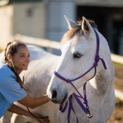 Animal HealthA young woman in a blue shirt smiles while grooming a white horse with a purple halter. The scene is bright and outdoors, conveying warmth and care.