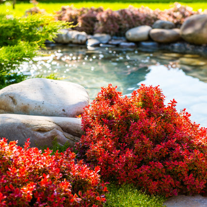 LandscapingA serene garden scene featuring vibrant red shrubs in the foreground, smooth rocks, and a tranquil pond reflecting trees under bright sunlight.